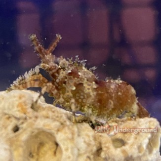 Salty Underground: Marbeled Monkey Saron Shrimp (Saron marmoratus)