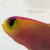 Firefish Helfrichi (Nemateleotris helfrichi) close up of face