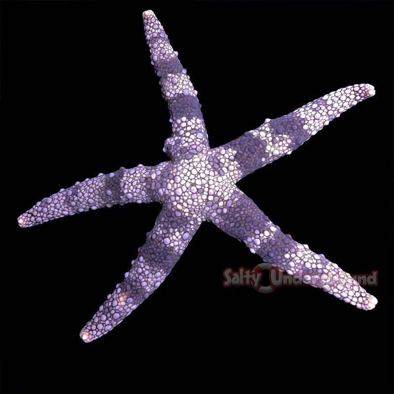 View From Above Under Blue Light