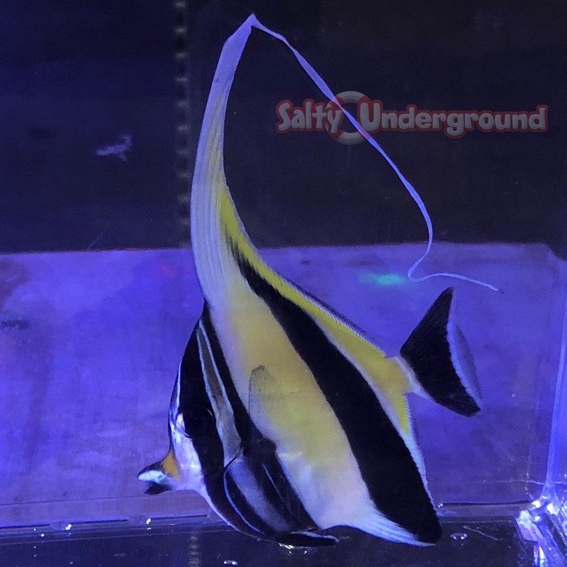 Salty Underground Moorish Idol (Zanclus cornutus)