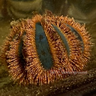 Salty Underground: Tuxedo Urchin Red (Mespilia globulus)
