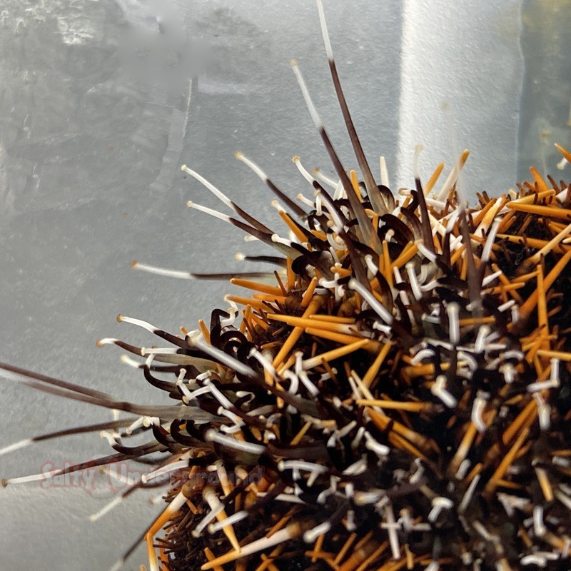 Salty Underground: Halloween Urchin (tripneustes gratilla)