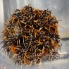 Orange Spine Collector Urchin (tripneustes gratilla)