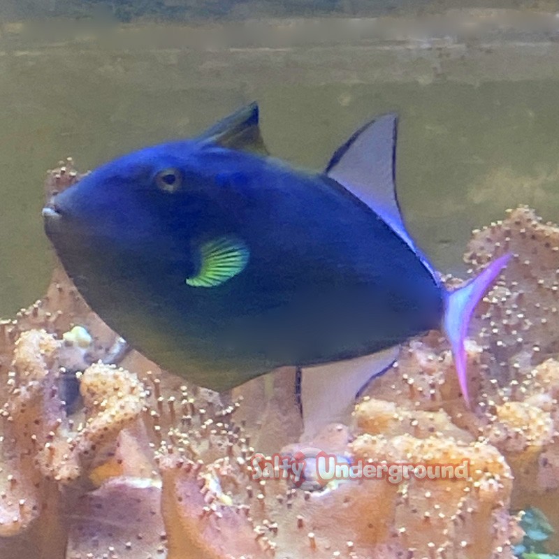 Pinktail Triggerfish 'trigger up'