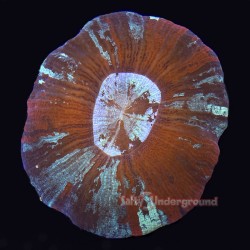 Scolymia Vitiensis Red & Teal