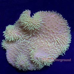 Aquacultured Neon Green Toadstool Leather Coral Piece