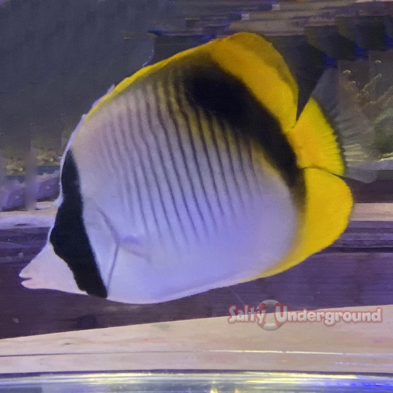 Lined Butterflyfish