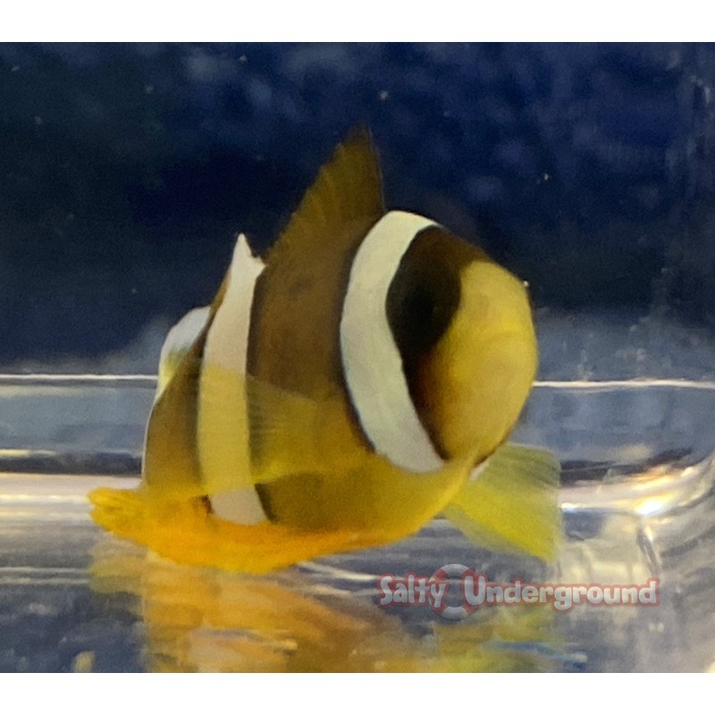Salty Underground Clarkii Clownfish (Amphiprion Clarkii)
