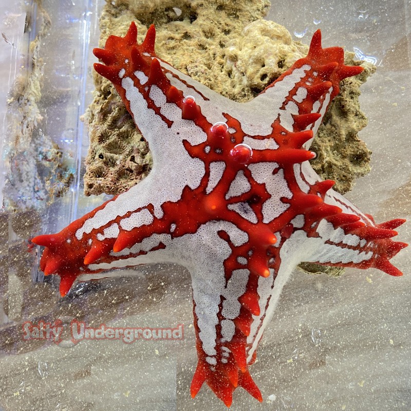 Red Knob Starfish (Protoreaster linckii)