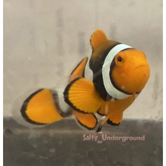Salty Underground: Orange True Percula Clownfish (Percula)