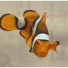 True Percula Clownfish front