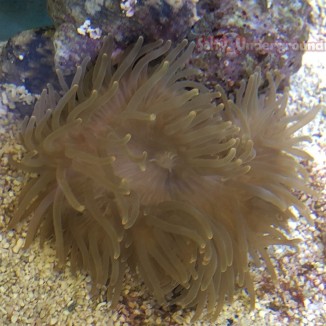 View Under White Light