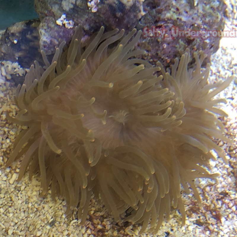 View Under White Light