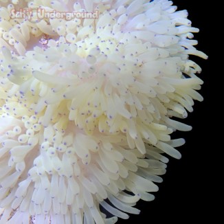 View Up Close Under White Light
