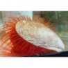 Bright Red Flame Scallop (Ctenoides scaber) 2