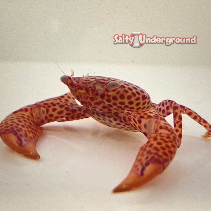 Salty Underground: Trapezia Coral Crab (Trapezia sp.)