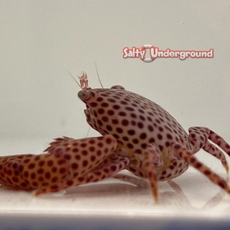 Salty Underground: Trapezia Coral Crab (Trapezia sp.)