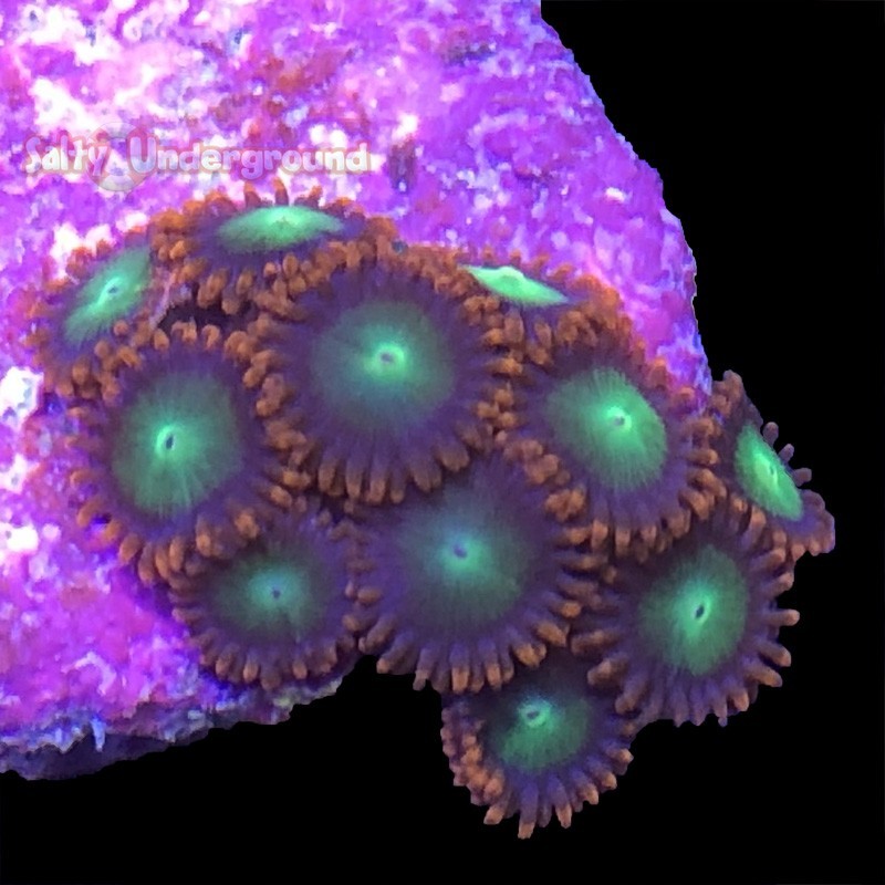 Salty Underground Goblin Fire Zoanthid 10 14 Polyps
