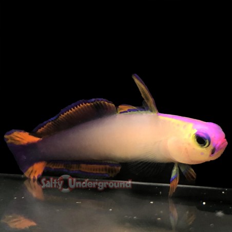 Purple firefish goby (nemateleotris decora)