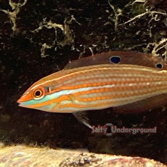 Christmas wrasse closeup