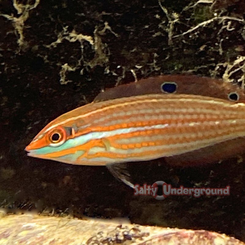 Salty Underground Christmas Wrasse Indo (Pacific Halichoeres)