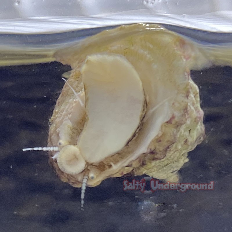 Salty Underground Astrea Snail (Astraea tecta)