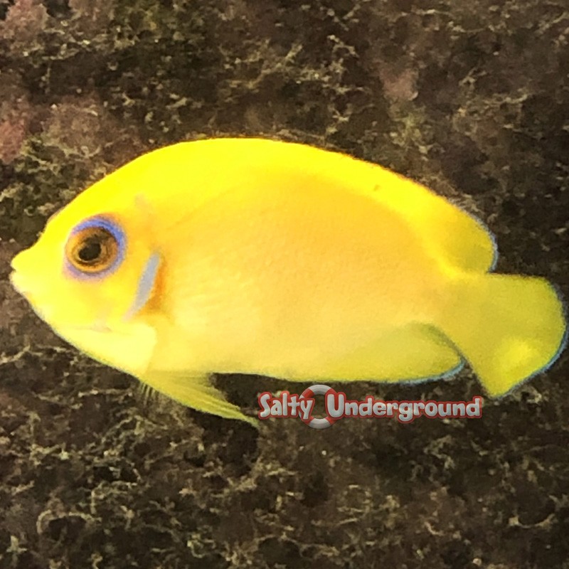 Lemonpeel Angelfish (Centropyge flavissima)