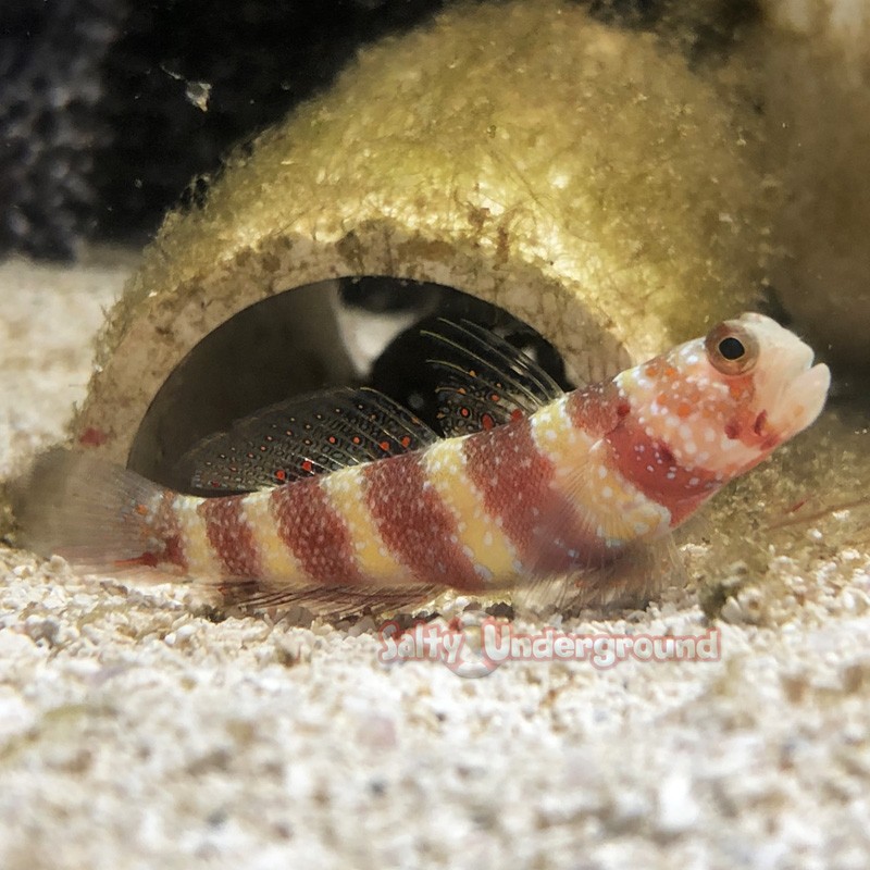 Bumblebee Goby (Amblyeleotris wheeleri)