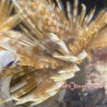 Feather Duster (sabellastarte magnifica)