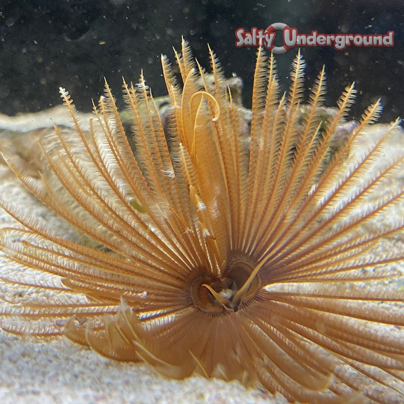 Salty Underground Feather Duster (sabellastarte magnifica)