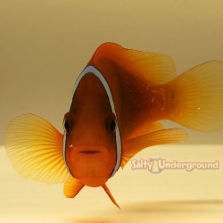 Tomato Clownfish (Amphiprion frenatus)