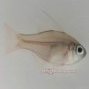 Glass Cardinal Fish (Apogon leptacanthus)