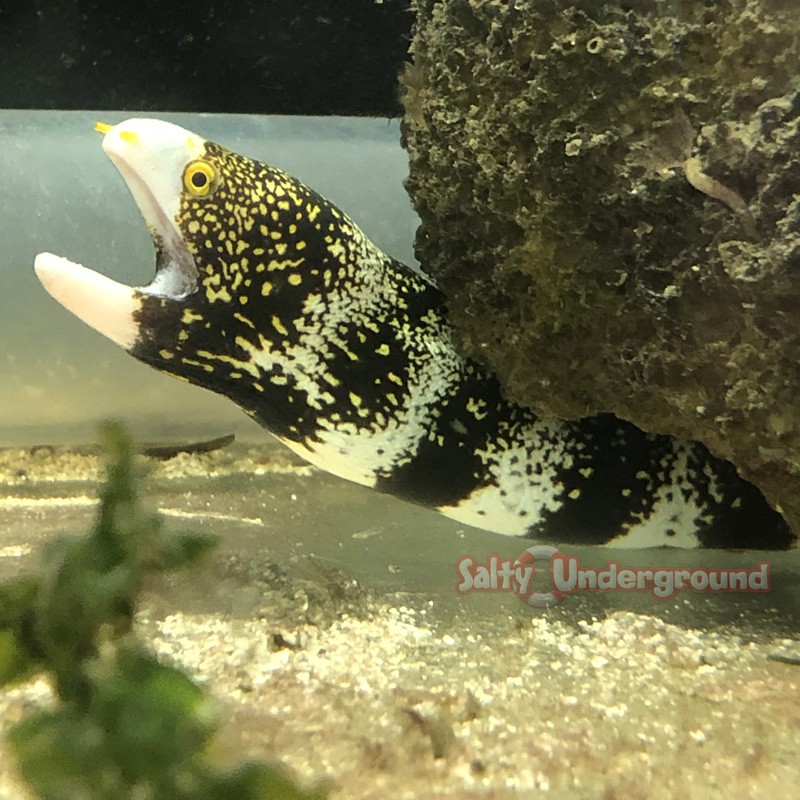 Snowflake Eel (Echidna nebulosa)