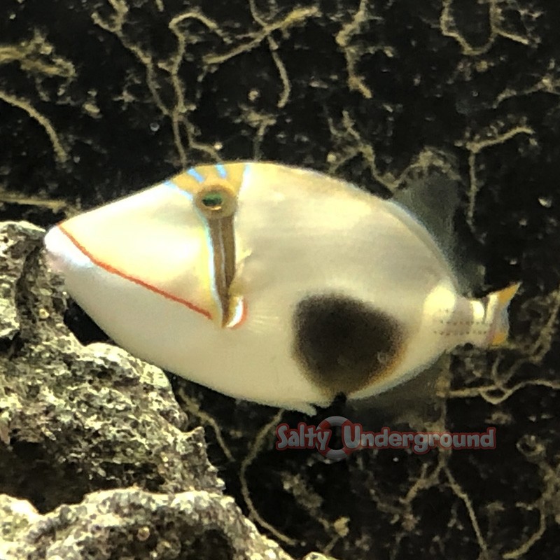 Bursa Triggerfish (Rhinecanthus verrucosus)