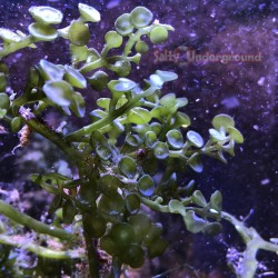 Live Racemosa Caulerpa Algae