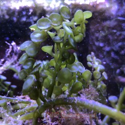 Live Racemosa Caulerpa Algae
