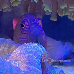 Multicolored Dottyback (Ogilbyina novaehollandiae) under coral