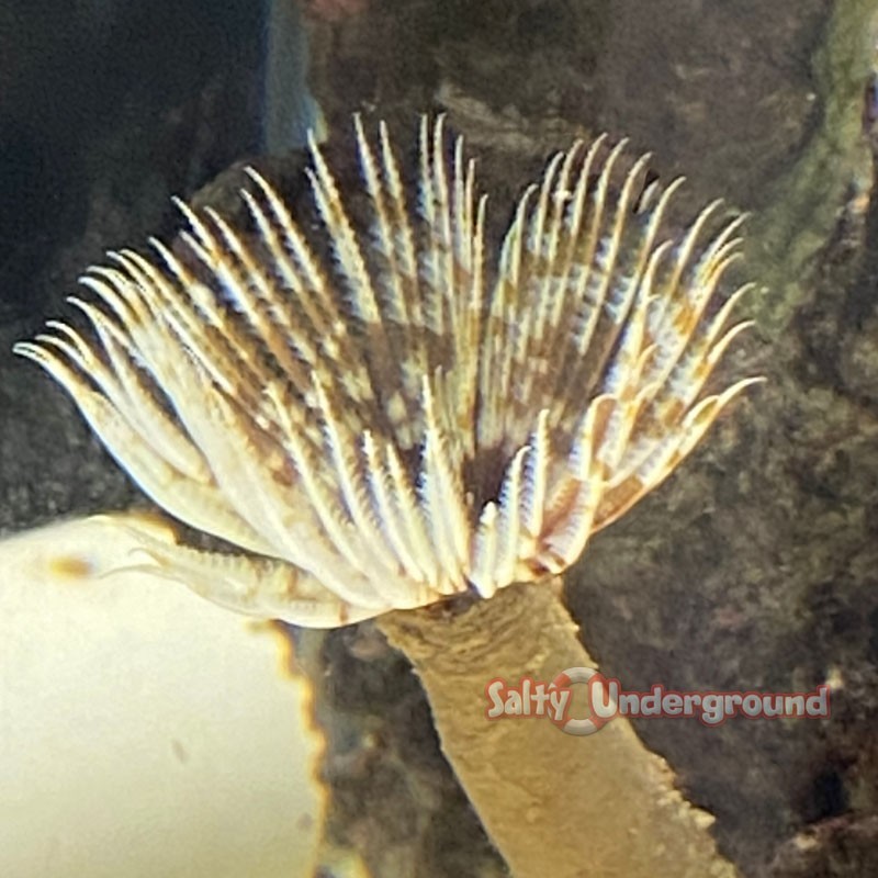 Salty Underground Feather Duster (sabellastarte magnifica)