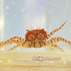 Pom Pom Crab (Lybia tessellata)