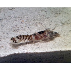 Tiger Pistol Shrimp (Alpheus bellulus)
