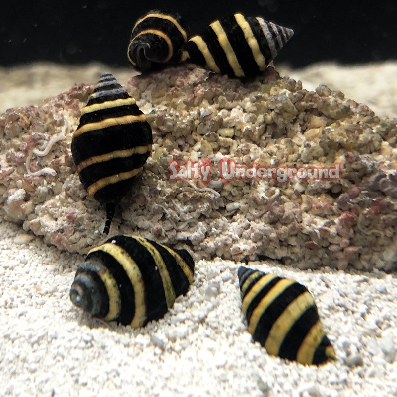 Bumblebee snail (Engina mendicaria)