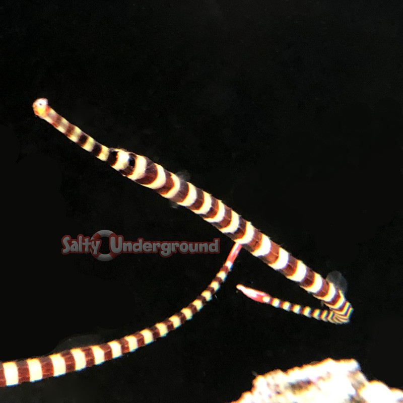 Banded Pipefish (Doryrhamphus dactylophorus)