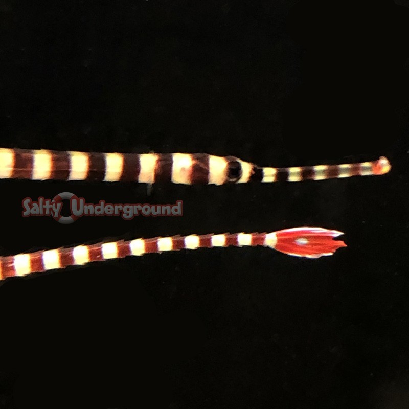 Salty Underground Banded Pipefish (Doryrhamphus dactylophorus)