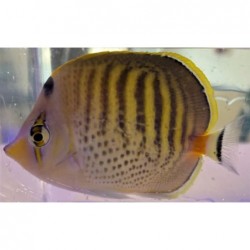 Punctato Butterflyfish (Chaetodon punctatofasciatus)