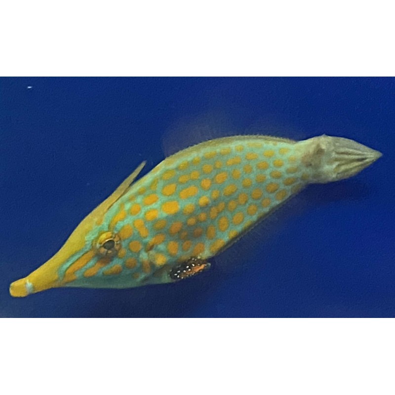 Orangespot Filefish - Tonga (Oxymonacanthus longirostrisa)