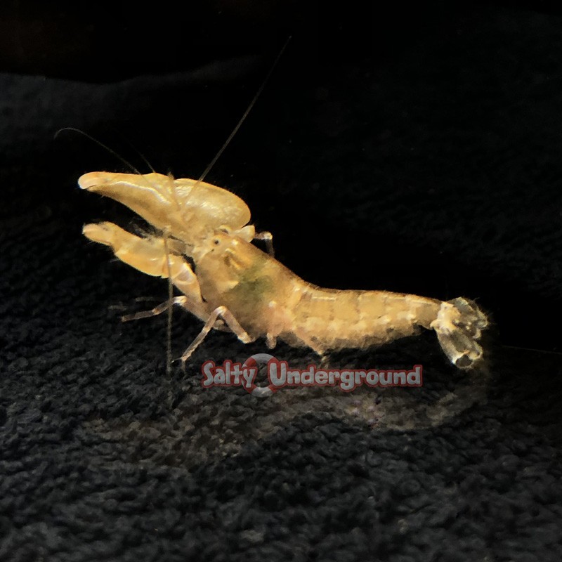 Salty Underground: Pistol Shrimp (Alpheus ochrostriatus)