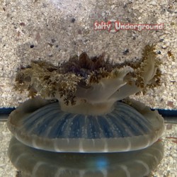 Cassiopea Jellyfish...