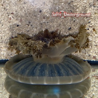 Salty Underground: Upside Down Jellyfish (Cassiopea Xamachana)