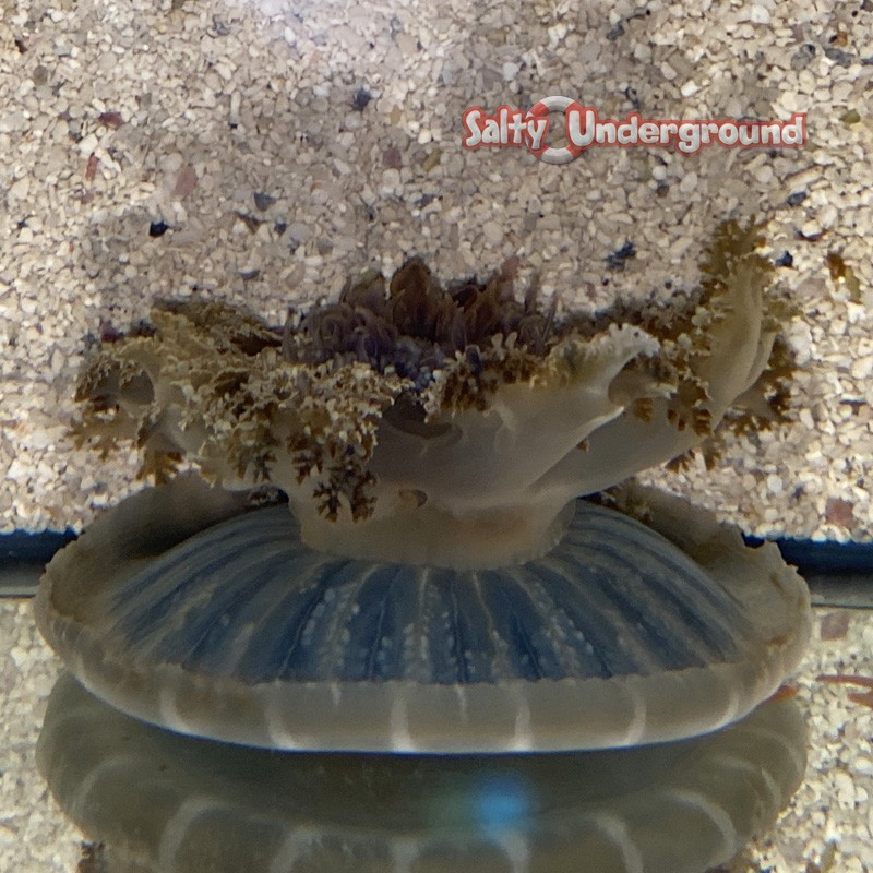 Salty Underground: Upside Down Jellyfish (Cassiopea Xamachana)