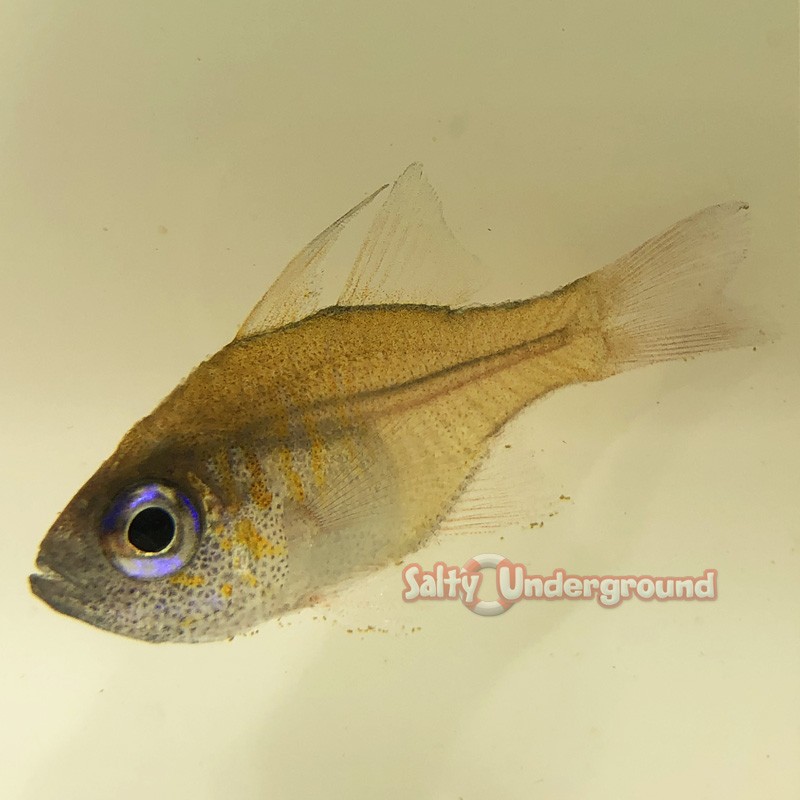 Glass Cardinal Fish (Apogon leptacanthus)